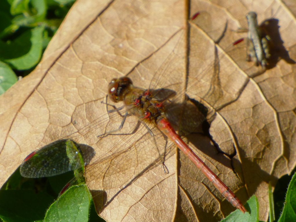 Sympetrum striolatum